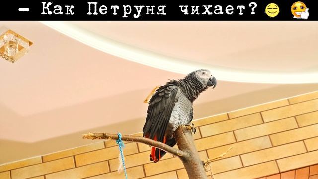 Попугай ЧИХАЕТ как бабушка???/funny animal videos#Shorts смотреть онлайн