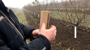 БОЛЕЗНИ ПЕРСИКА!!! Камедетечение,монилиоз,курчавость персика/Как с этим бороться?