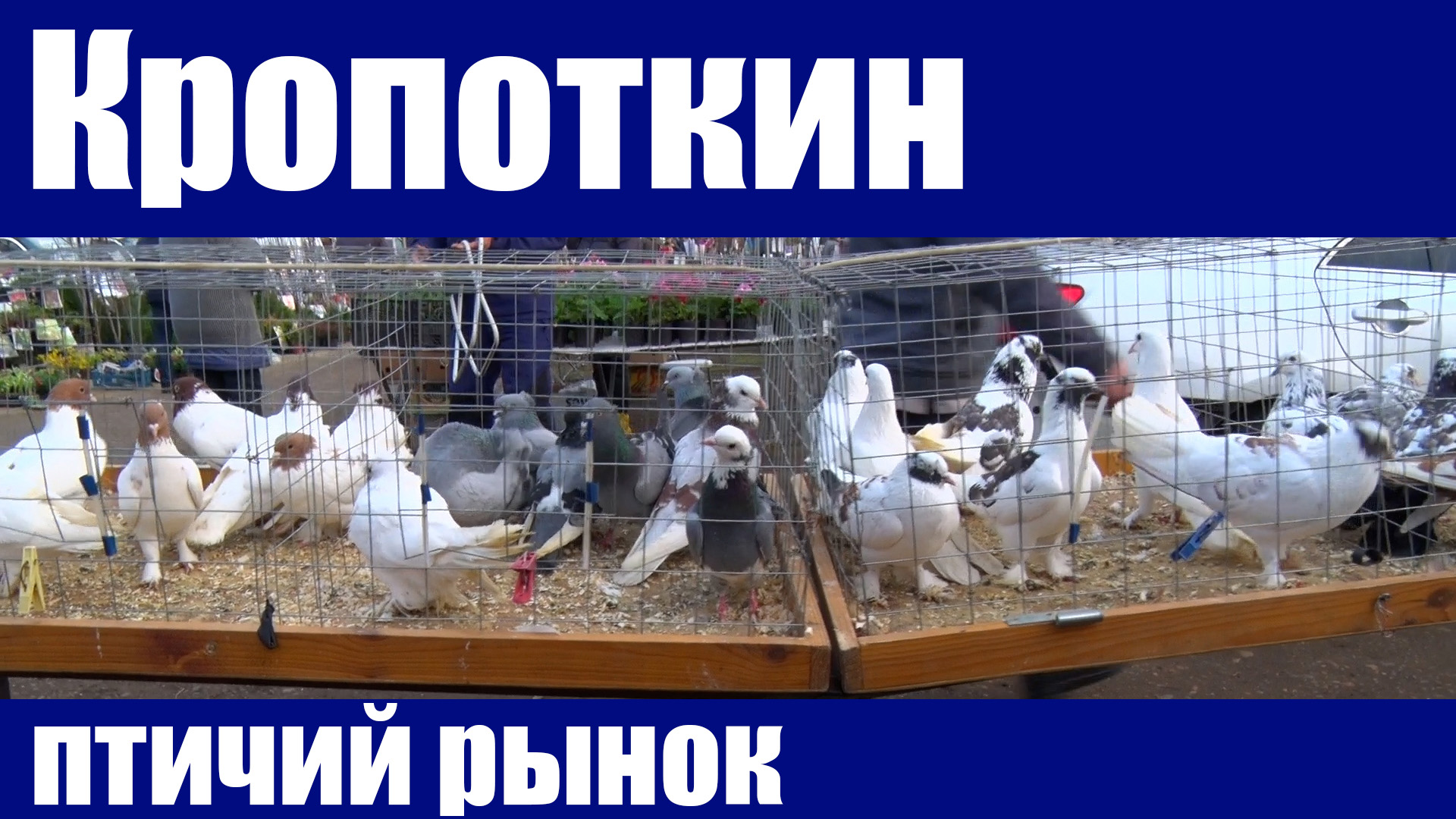 Птичий рынок. Кропоткин. Часть 2. [27.03.2022] смотреть онлайн