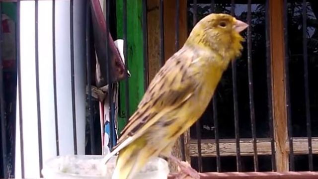 Ромашка и канарейка смотреть онлайн