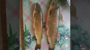 Рыбалка в СИБИРИ река Турка. Ловля огромного хариуса.