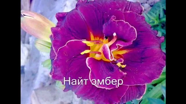Эти лилейники украсят ваш полисадник. Лилейники сорта + фото
