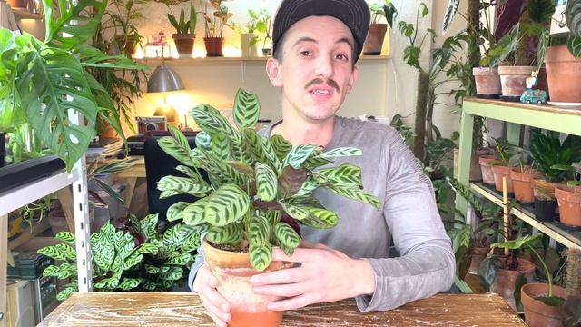 CUIDANDO PLANTAS: Ctenanthe Burle Marxii смотреть онлайн