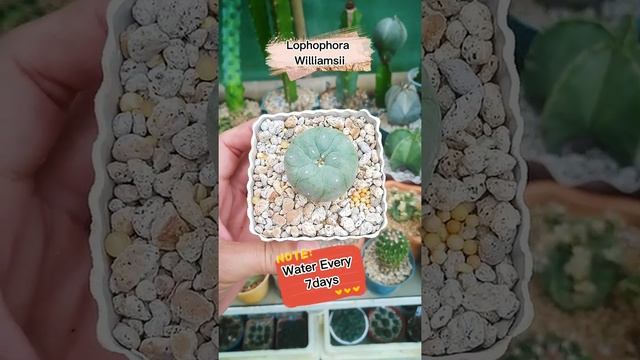 Lophophora Williamsii The Cactus Baned in USA #Shorts