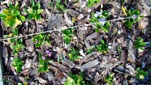 МУЛЬЧИРОВАНИЕ  ЗА и ПРОТИВ !!!  Виды мульчи (опад хвойный ,опад листовой ,коры ,сено ..)