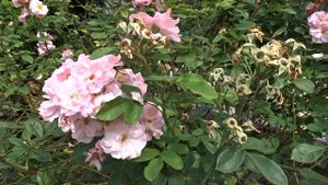 Rosa var. Clair Matin
