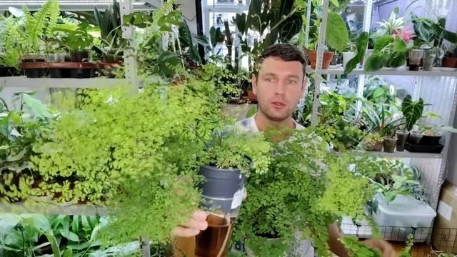 Адиантум / Венерин волос / Мои правила ухода смотреть онлайн