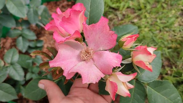 Цветение роз Найт Оул и Лиола???. Пересадка контейнерных роз в цветник? смотреть онлайн