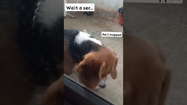 Beagle gets trapped