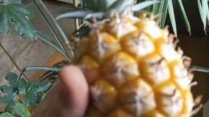 Ананас из семечки созрел - сбор 1 июня 2022 г.
