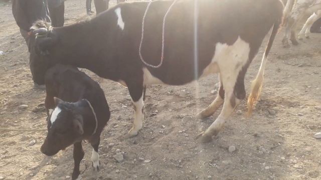 БУКА? НАРХЛАРИ 1520 ДОЛЛАР   НАРХИ НАВАСХО 16 АПРЕЛЯ МОЛБОЗОР АШТ ШАНБЕ  THE BIG BULL животных