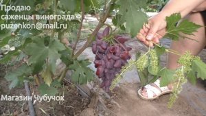 Виноград Дубовский розовый на участке Пузенко Натальи Лариасовны