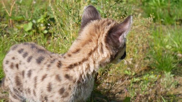 Прогулка с котенком пумы смотреть онлайн
