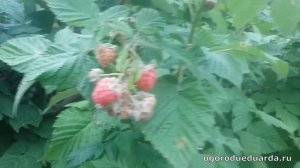 Рассказываю про сроки посадки ремонтантной малины.