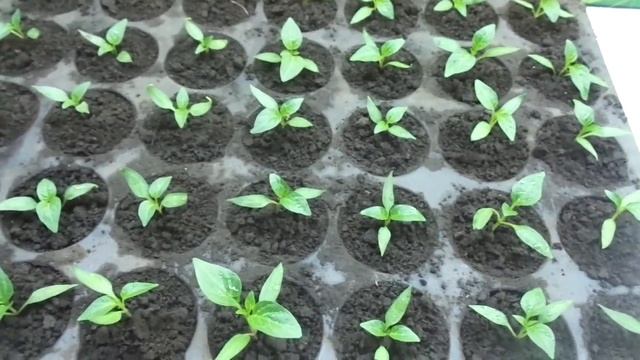 ПИКИРОВКА ПЕРЦА ПРОШЛА УСПЕШНО! ЧТО ДАЛЬШЕ? Ольга Чернова. смотреть онлайн