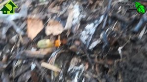 Копаем ГЕОРГИНЫ! Секрет ХРАНЕНИЯ георгинов без потерь и гнилей. Природная защита клубней от болезне