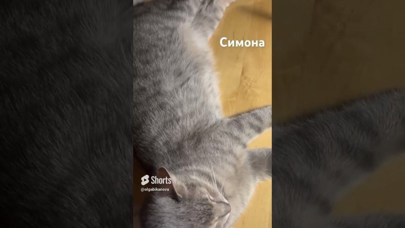 #cat #смешноепроживотных #смешное #кот #sima #котик #животные #shortvideo #котик #animals #shorts