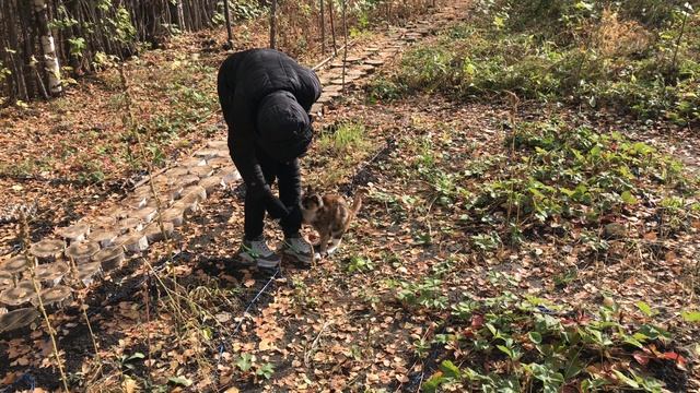 Странное поведение кота Он хотел куда-то меня утащить