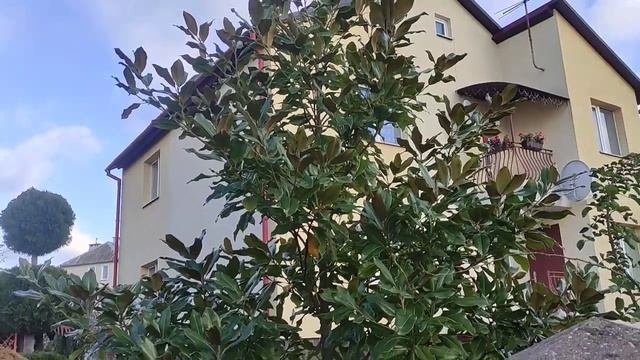 Случайная встреча - вечнозеленая магнолия грандифлора в пригороде Бреста