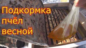 Подкормка пчёл весной. Второй день после выставки