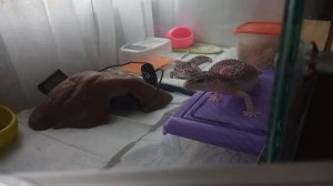 Групповое содержание эублефаров, все мои эублефары