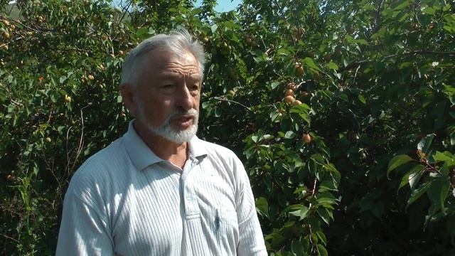 ранний сорт абрикоса для Сибири смотреть онлайн