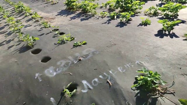 Клубника Сандра - новый ранний сорт из Италии в Сибири #Сандра смотреть онлайн