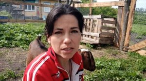 Дикроцелиоз у коз ,лечение и профилактика #дикроцелиоз #паразитыукоз #козы