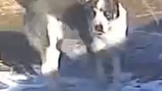 алабай по кличке Тайсон 6 месяцев смотреть онлайн