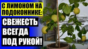 Посадка лимона в открытый грунт ⭐ Питомники саженцев цитрусовых