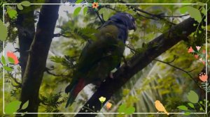 Blue-headed Parrot facts 🦜 Blue-headed Pionus facts 🦜 resident in tropical  South Central America