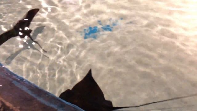 Анталия океанариум смотреть онлайн