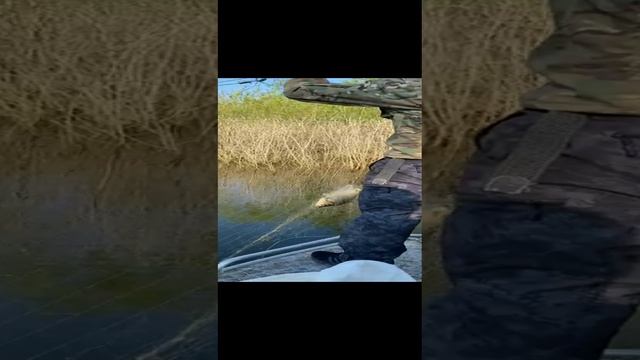 Волгоград КНД сводка за неделю на 06.06.2022.mp4