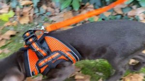 Ориентальный кот гуляет в парке l Котик ориентал первый раз на улице ???