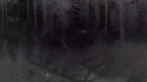 Охота на реву Огромный лось!