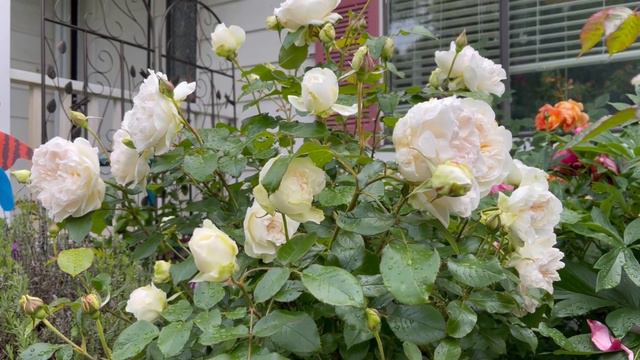 La Fontaine aux Perles, Bolero, Sexy Rexy roses in July 2022 смотреть онлайн