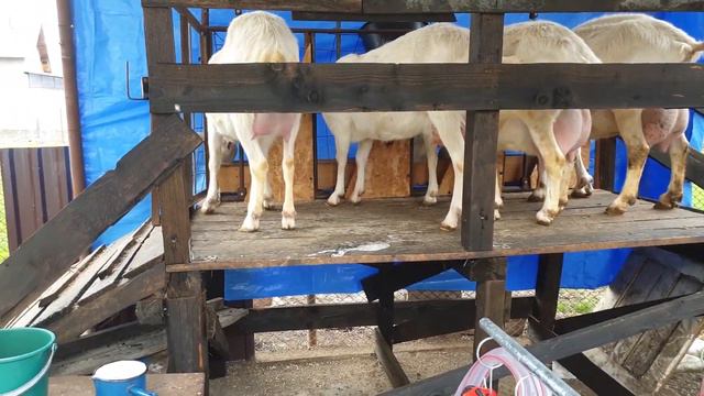 Ferma Saanen Prahova- Micile "fabrici" de lapte смотреть онлайн