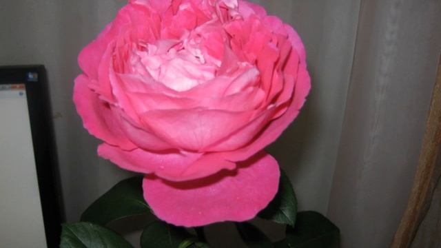 Мой цветник в саду. Садовые цветы. Мои Роскошные Маки.