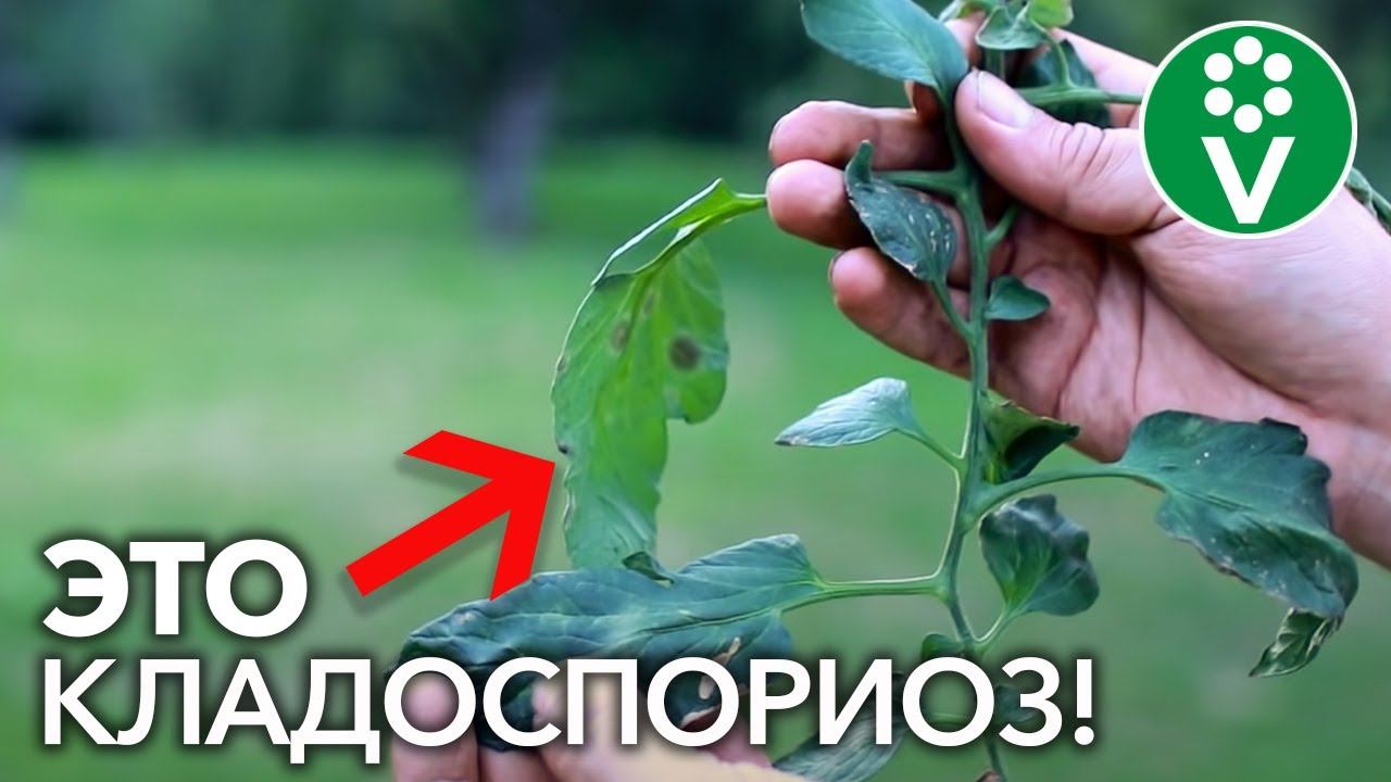 КЛАДОСПОРИОЗ (бурая пятнистость) томатов – враг теплиц №1. Лечение и профилактика болезни