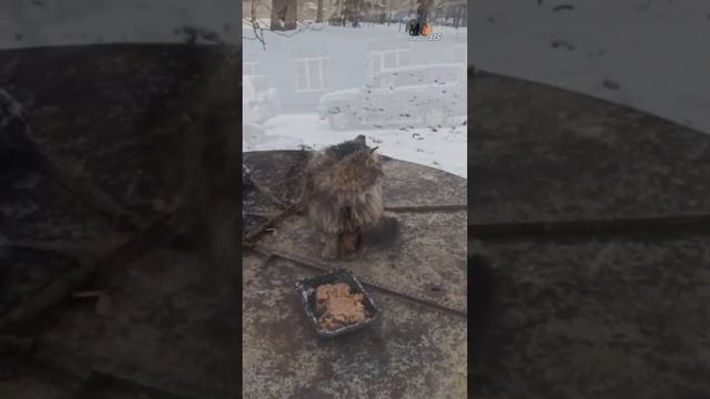 Зима пулковских придворных кошек. Наша любимая котожопка красавица Зеленоглазка