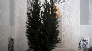 КИПАРИСОВИК ЭЛВУДИ!