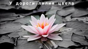 Христианская песня " У дороги лилия цвела " Мсц ехб