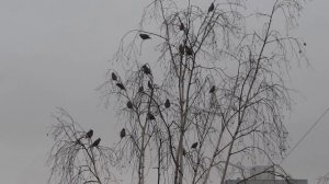 свиристели звенят поют