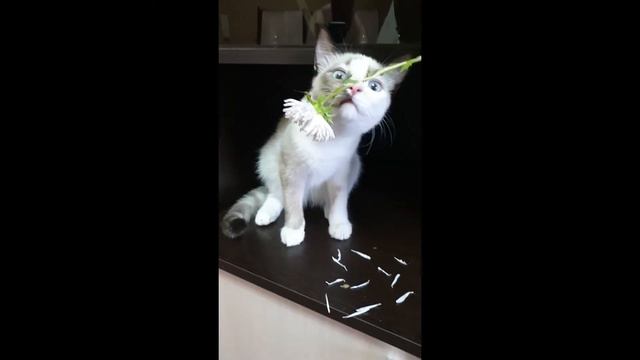 Смешные кошки и коты. Приколы с животными. Научила на ромашке меня бабушка гадать )