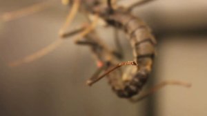 Black Beauty Stick Insects Mating- Peruphasma Schultei