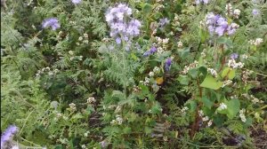 Совместный посев Гречихи и Фацелии на полях у Бориса Бащева