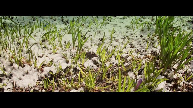 Весна Пришла Калуга смотреть онлайн