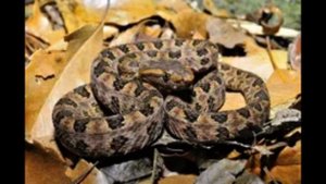 Горная куфия