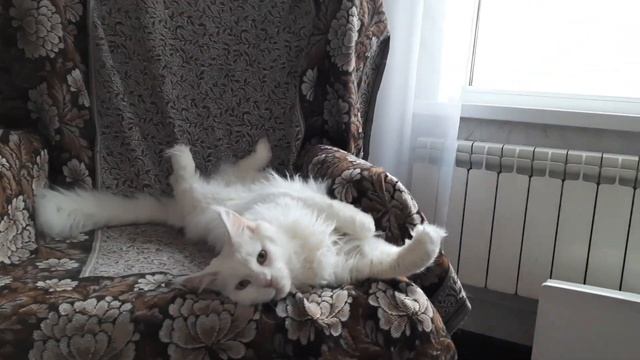 ЖИЗНЬ С МЕЙН-КУНАМИ / СКОЛЬКО ВЕСИТ МЕЙН-КУН?