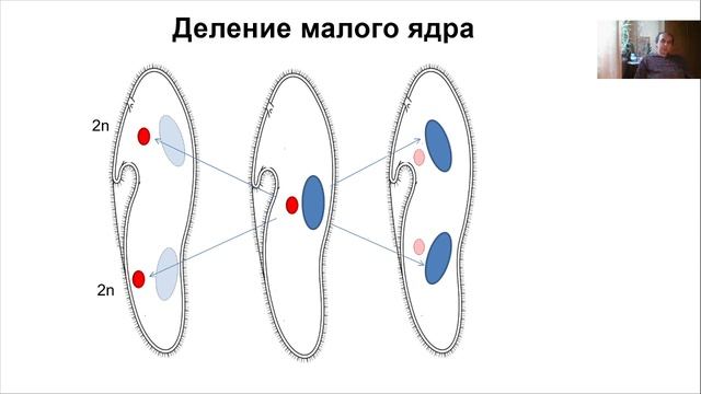 Лекция 12. Простейшие.